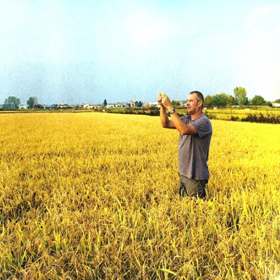Controllo della maturazione del riso, a fine estate, sui campi dell'Azienda Agricola Invernizzi
