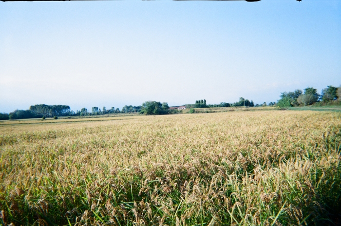 Le risaie della Baraggia e dell'azienda agricola Invernizzi Leonardo