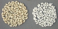 Le tipologie di riso normale e integrale